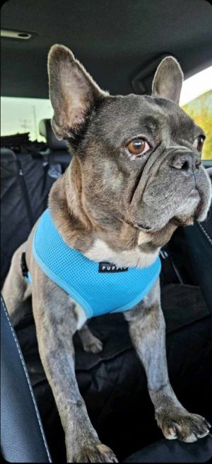 Colby, Adult Male French Bulldog