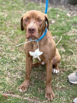 Meet Billy Volunteers describe him as energetic easygoing and gentle He is very gentle taking tre