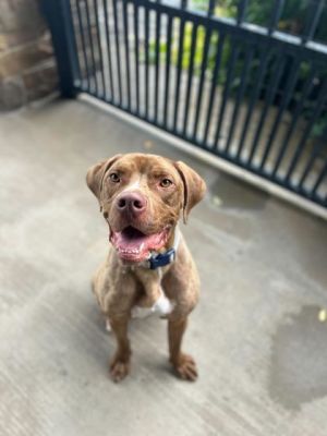 Meet Billy Volunteers describe him as energetic easygoing and gentle He is very gentle taking tre