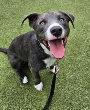 What my friends at Seattle Humane say about me Im a curious and playful pup who loves my stuffies 