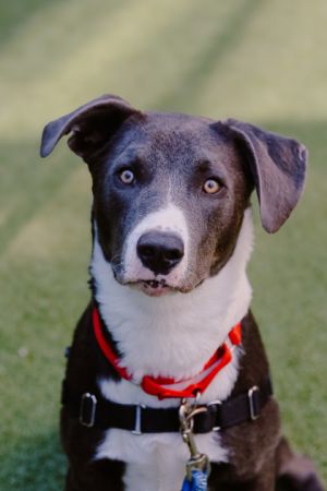 What my friends at Seattle Humane say about me Im a curious and playful pup who loves my stuffies 