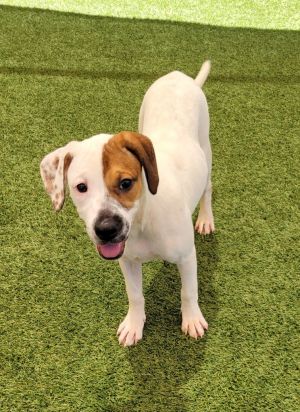 If you are interested in adopting from SAS please contact 8304012335 to schedule an adoption appoint