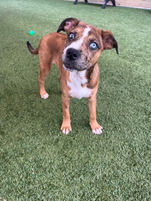If you are interested in adopting from SAS please contact 8304012335 to schedule an adoption appoint