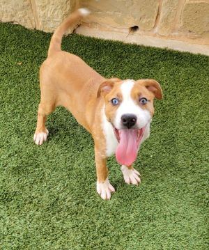 If you are interested in adopting from SAS please contact 8304012335 to schedule an adoption appoint