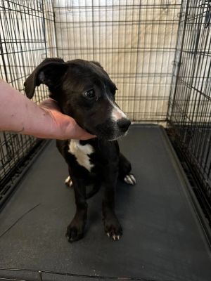 Janet, Young Female American Staffordshire Terrier