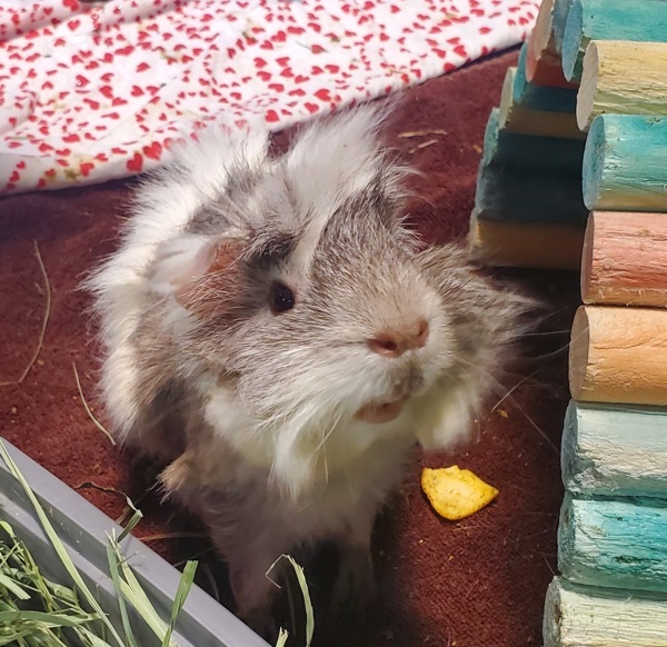 Watson