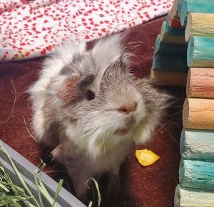Watson, Young Male Guinea Pig