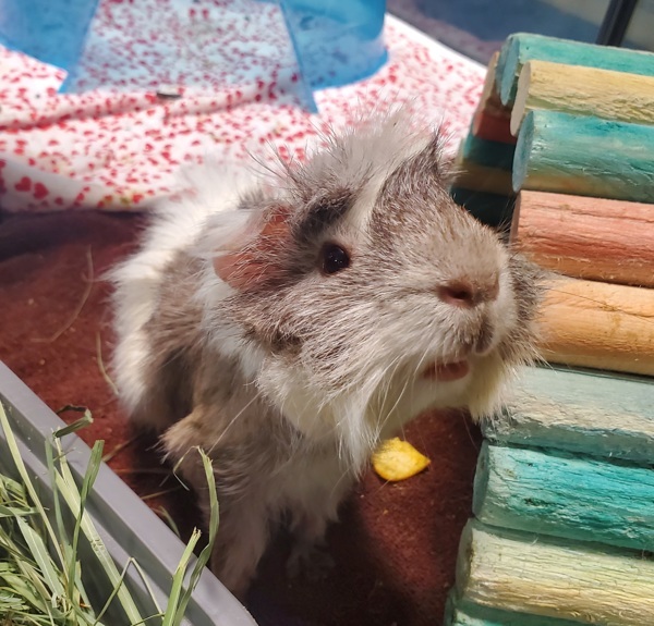 Watson