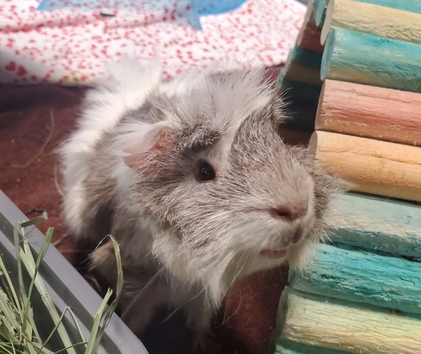Watson