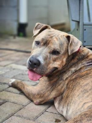 May I shake your hand Lawrence is a smart dog who will shake your paw when you meet him -