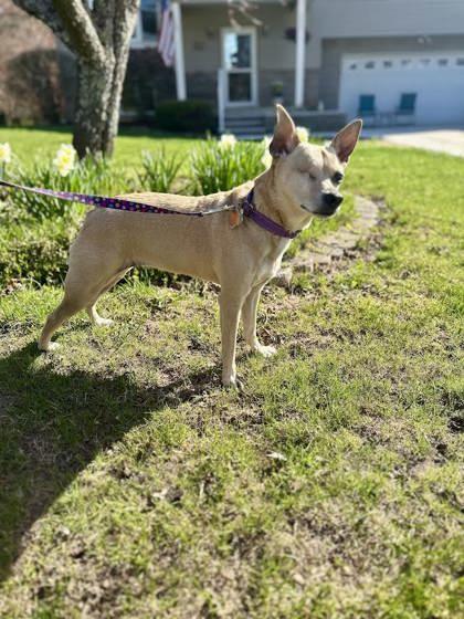 Vera, an adoptable Chihuahua, Mixed Breed in Gwinn, MI, 49841 | Photo Image 1