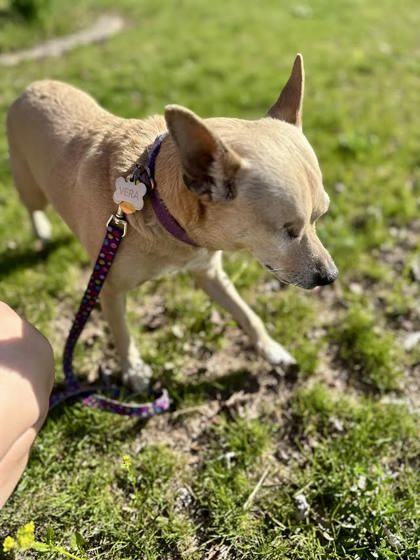 Vera, an adoptable Chihuahua, Mixed Breed in Gwinn, MI, 49841 | Photo Image 2