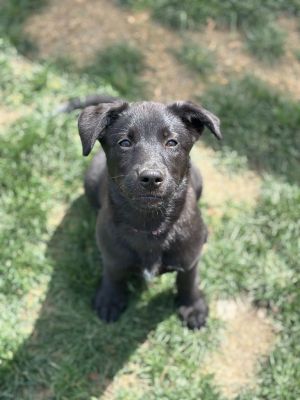 Toni, Young Female Labrador Retriever