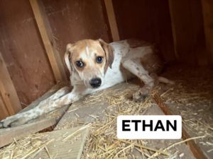 Ethan, Adult Male unknown