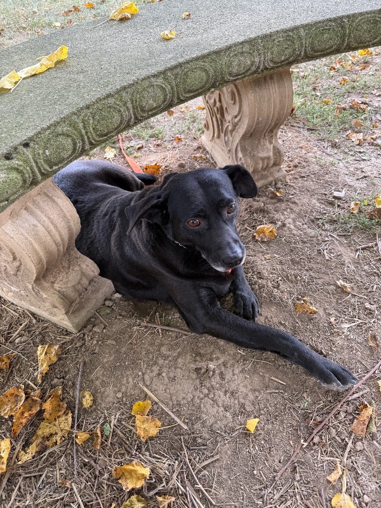 Chong-Sponsored, an adoptable Labrador Retriever, Affenpinscher in Richmond, IN, 47374 | Photo Image 1