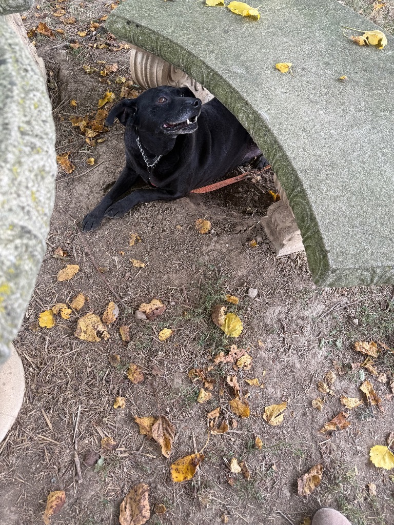 Chong-Sponsored, an adoptable Labrador Retriever, Affenpinscher in Richmond, IN, 47374 | Photo Image 4