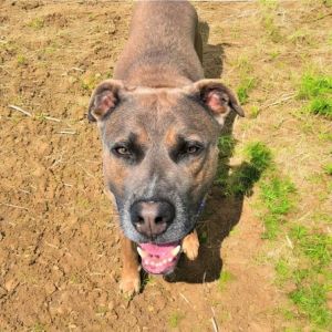Grey, Adult Male Terrier