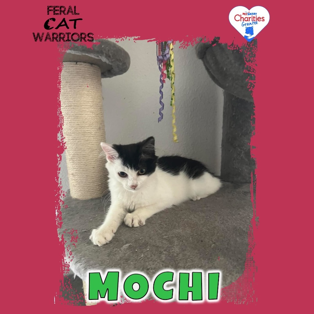 Mochi, an adoptable Domestic Medium Hair in Kingman, AZ, 86401 | Photo Image 1