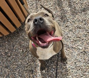 Rose*, Adult Female Pit Bull Terrier
