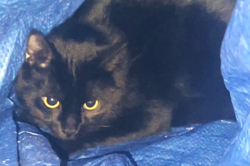 Jeffrey, an adoptable Domestic Short Hair in Cloquet, MN, 55720 | Photo Image 1