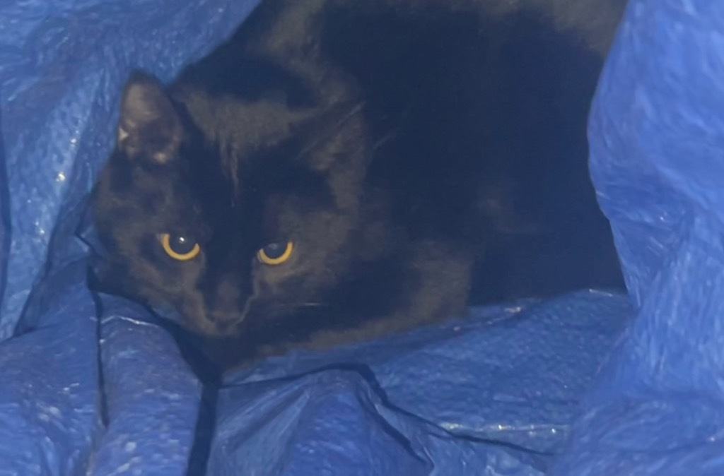 Jeffrey, an adoptable Domestic Short Hair in Cloquet, MN, 55720 | Photo Image 2