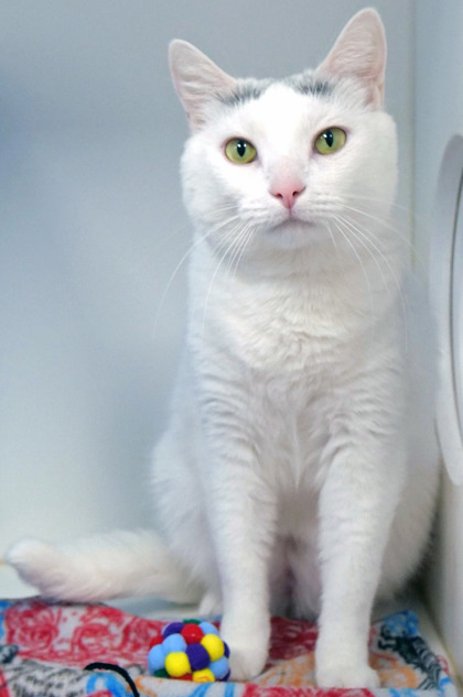 Eowyn (in foster)