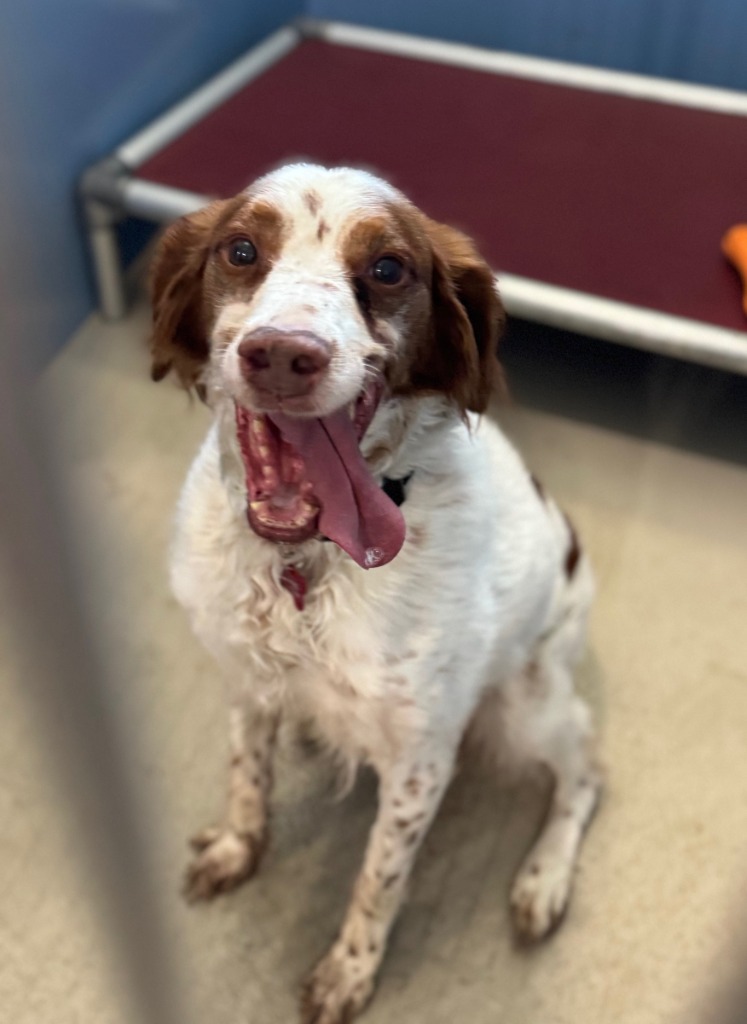 Hank, an adoptable Brittany Spaniel in Redwood Falls, MN, 56283 | Photo Image 1