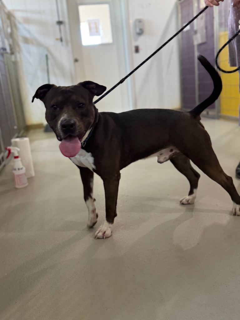 Oscar, an adoptable Pit Bull Terrier in Redwood Falls, MN, 56283 | Photo Image 1