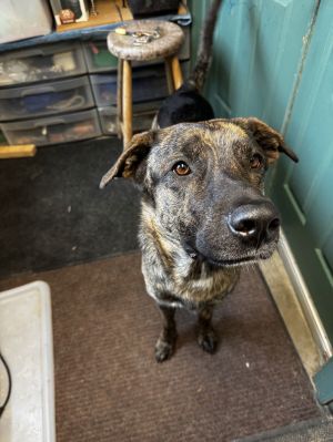 Cooper, Adult Male Anatolian Shepherd