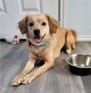 Animal Profile Princess and Bear found themselves in need of rescue when their owner passed away un