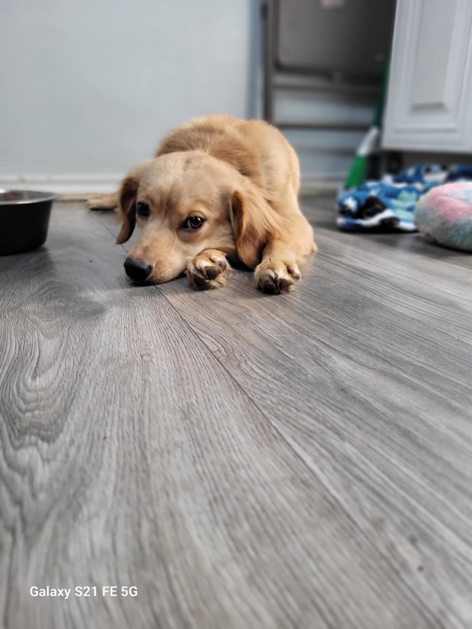 Bear