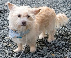 Animal Profile Bella was found running in traffic in Turlock but luckily wound up at animal servic