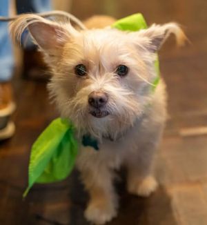 Animal Profile Bella was found running in traffic in Turlock but luckily wound up at animal servic