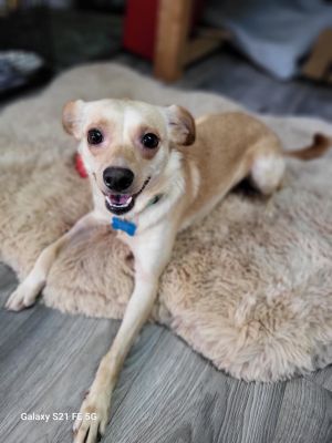 Animal Profile Princess and Bear found themselves in need of rescue when their owner passed away un