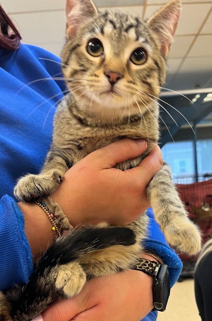 Bruno, an adoptable Domestic Short Hair in Heber City, UT, 84032 | Photo Image 1