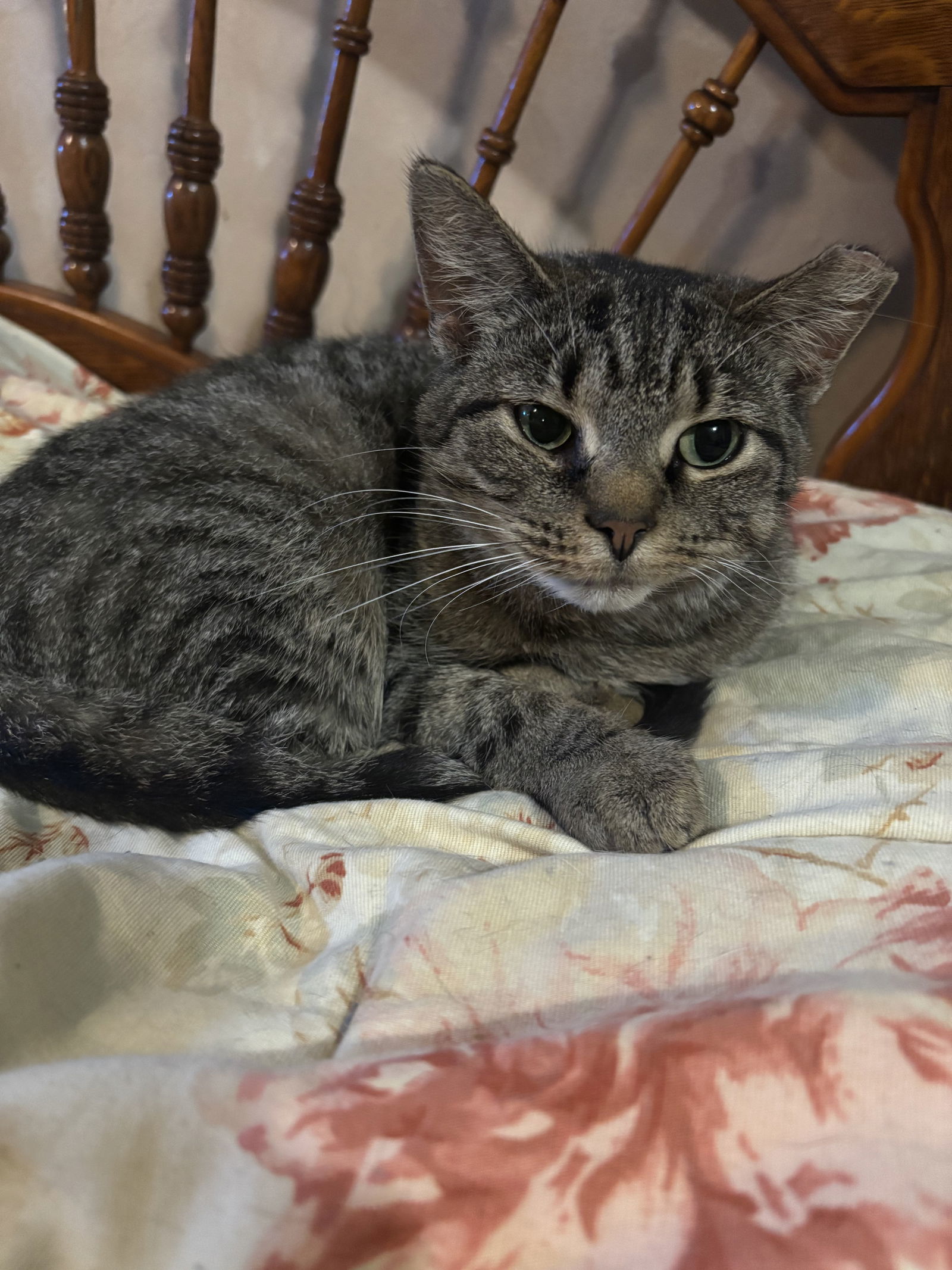 AXEL
