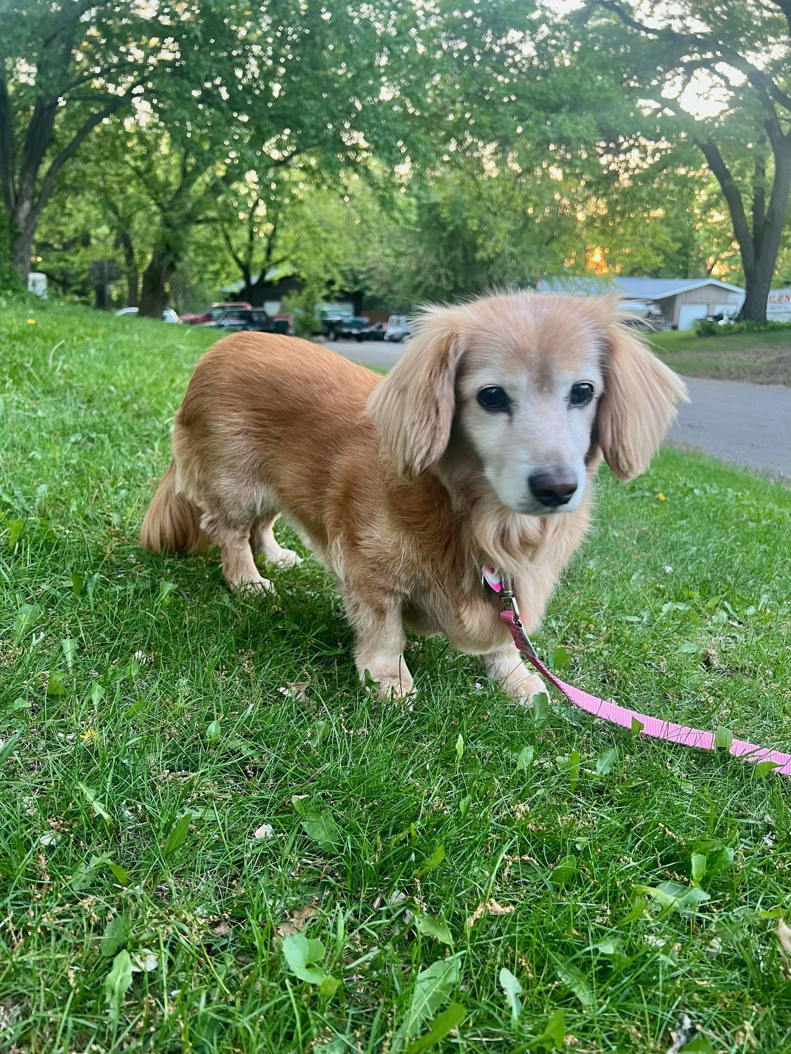 Mimi
