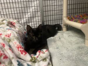 Candle, Young Male Domestic Short Hair