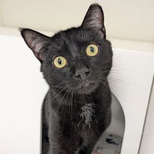 Tornado, Adult Male Domestic Short Hair