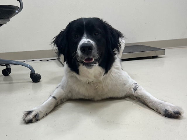 Jolene, an adoptable Border Collie, Great Pyrenees in Webster, WI, 54893 | Photo Image 1