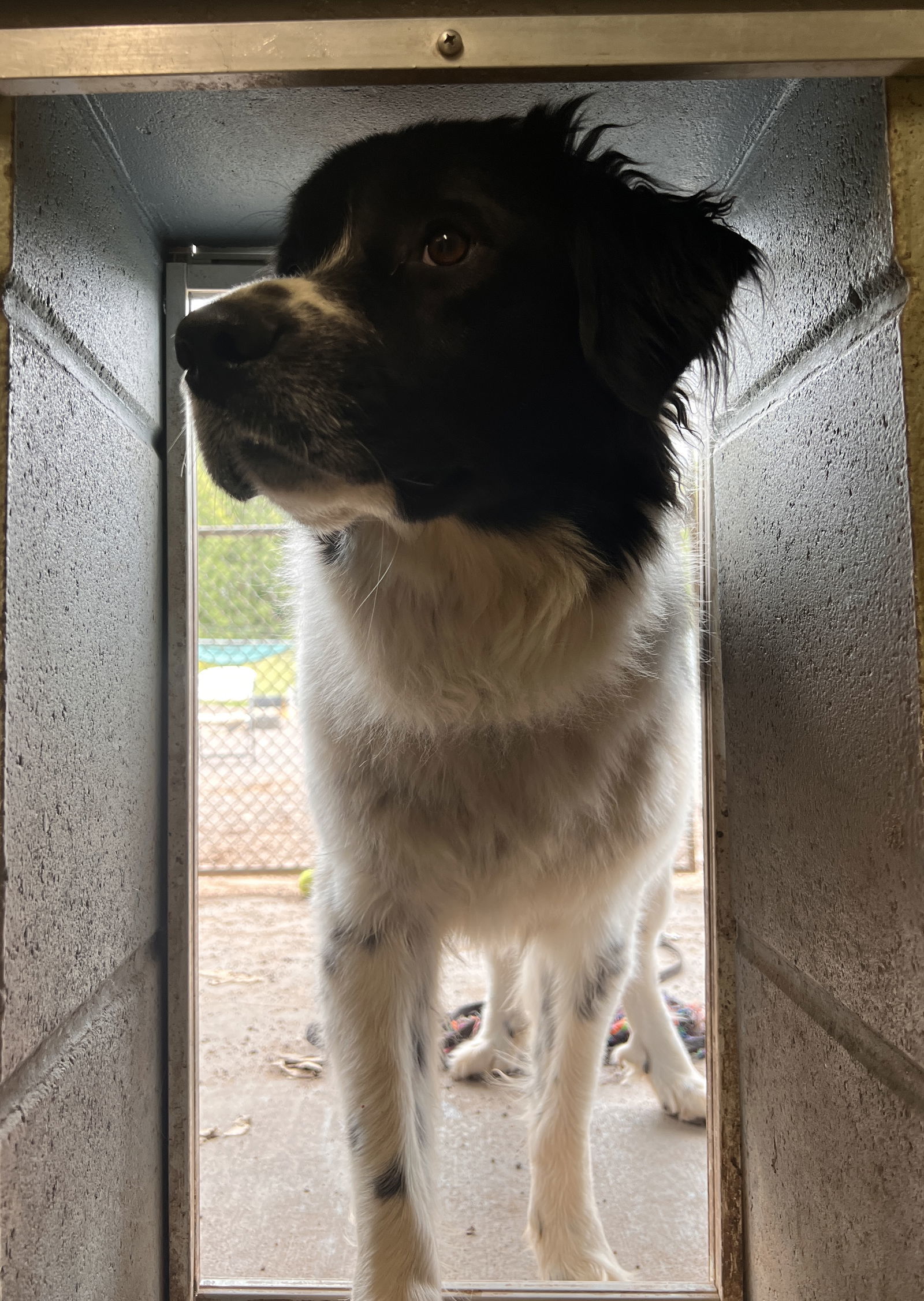 Jolene, an adoptable Border Collie, Great Pyrenees in Webster, WI, 54893 | Photo Image 1