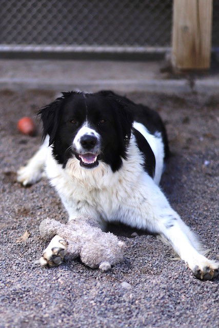 Jolene, an adoptable Border Collie, Great Pyrenees in Webster, WI, 54893 | Photo Image 2