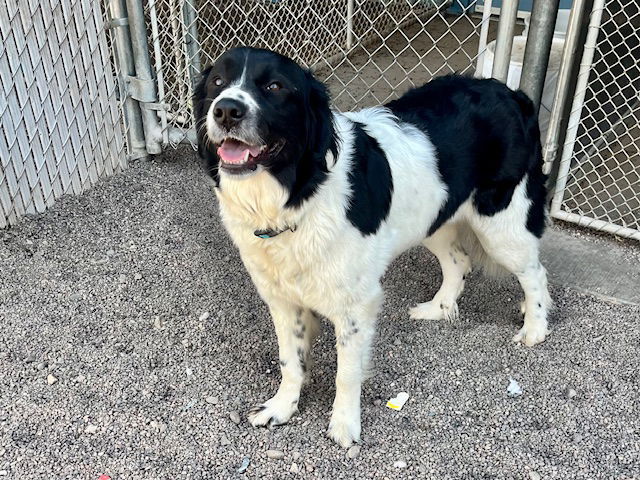 Jolene, an adoptable Border Collie, Great Pyrenees in Webster, WI, 54893 | Photo Image 3