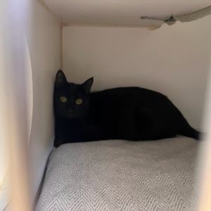 Jackie Domestic Medium Hair Cat
