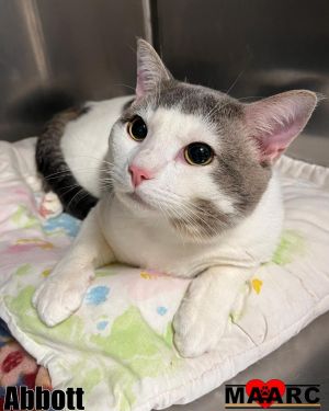 Abbott Domestic Short Hair Cat