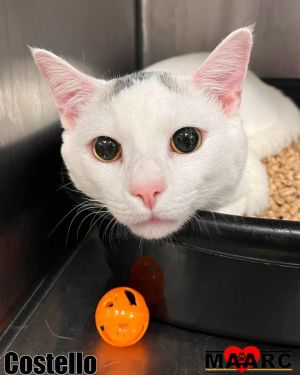 Costello Domestic Short Hair Cat