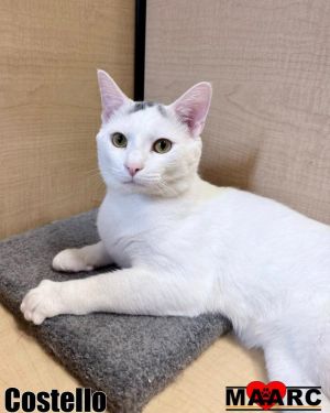 Meet Abbott  Costello - The Sweetest Little Comedy Duo Abbott and Costello are adorable white and 