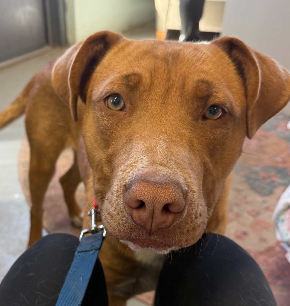 Oliver, an adoptable Mixed Breed in Crandon, WI, 54520 | Photo Image 1