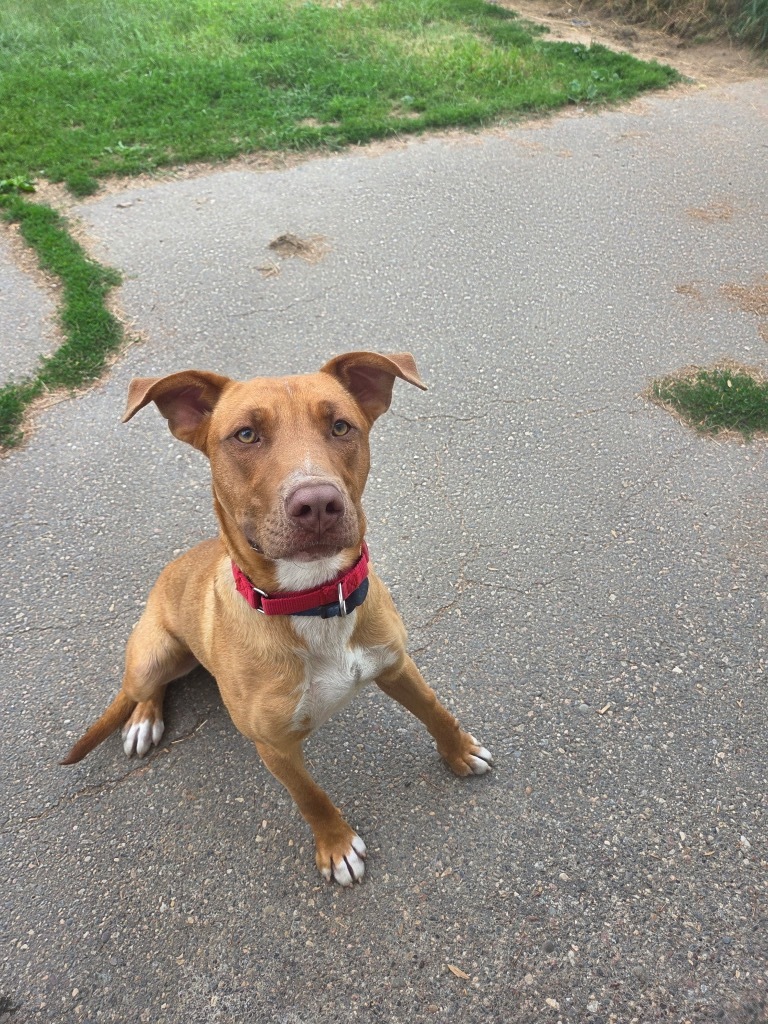 Oliver, an adoptable Mixed Breed in Crandon, WI, 54520 | Photo Image 1