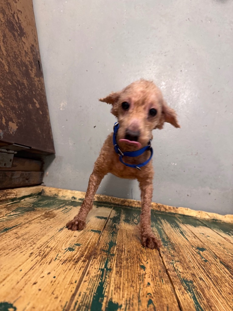 Poodle-1Bently